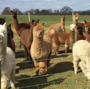 alpacas