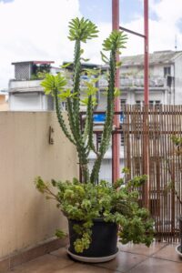 Appartement locatif à Fort-de-France en Martinique